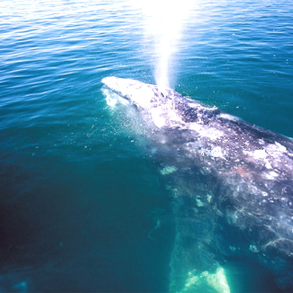 Observar ballenas – LORETO, AVENTURA Y ECOTURISMO